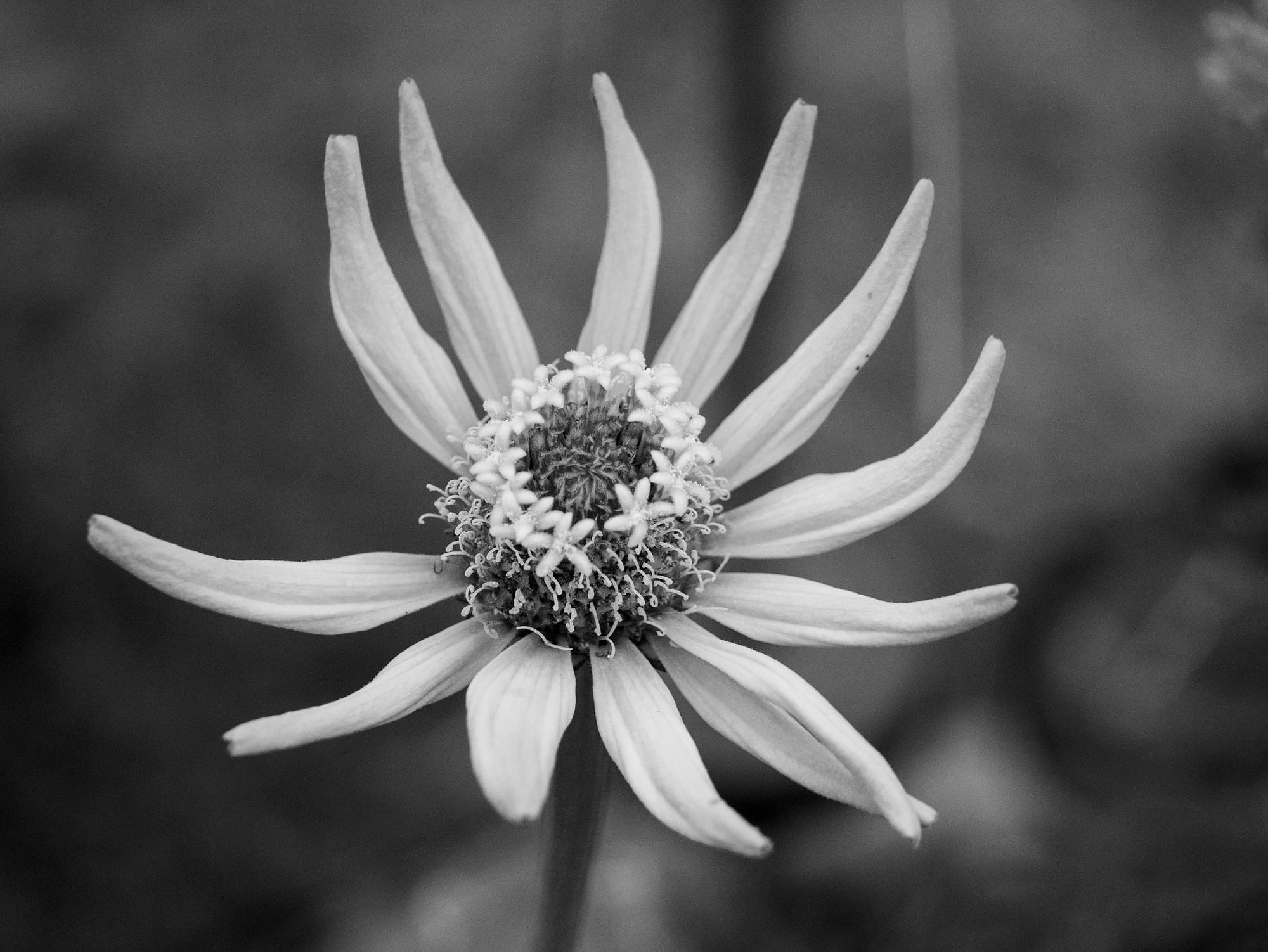 Tropical Flora
